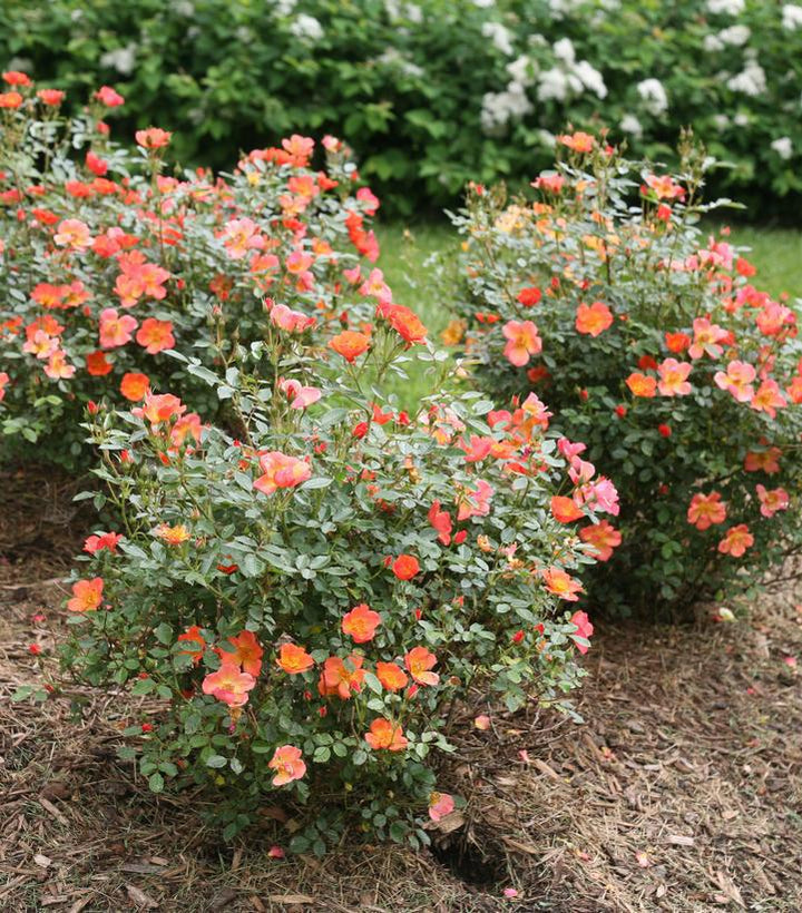 3G Rosa x Oso Easy 'Hot Paprika' ('FARROWRSP') Oso Easy Hot Paprika® Landscape Rose: Patent PP30,383 1013762