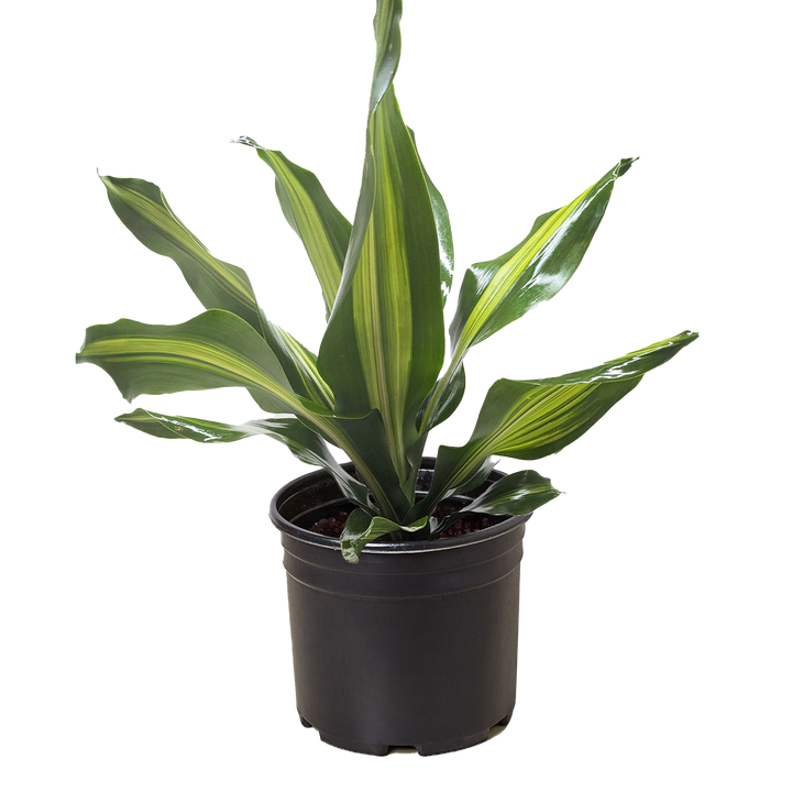 Dracaena Golden Heart