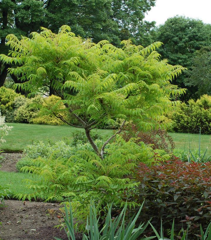 3G Rhus Typhina 'Tiger Eyes' - Sumac - 1005846 DISSVF