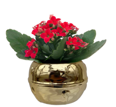 2.5" Chime Belle Mini - S4722