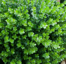 6G Buxus Microphylla - Sprinter Boxwood - 19815-080