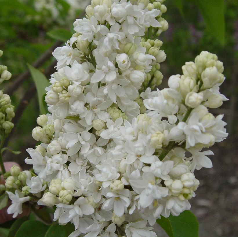 3G Syringa Vulgaris Krasavitsa Moskvy - Moscow Lilac - 1001537
