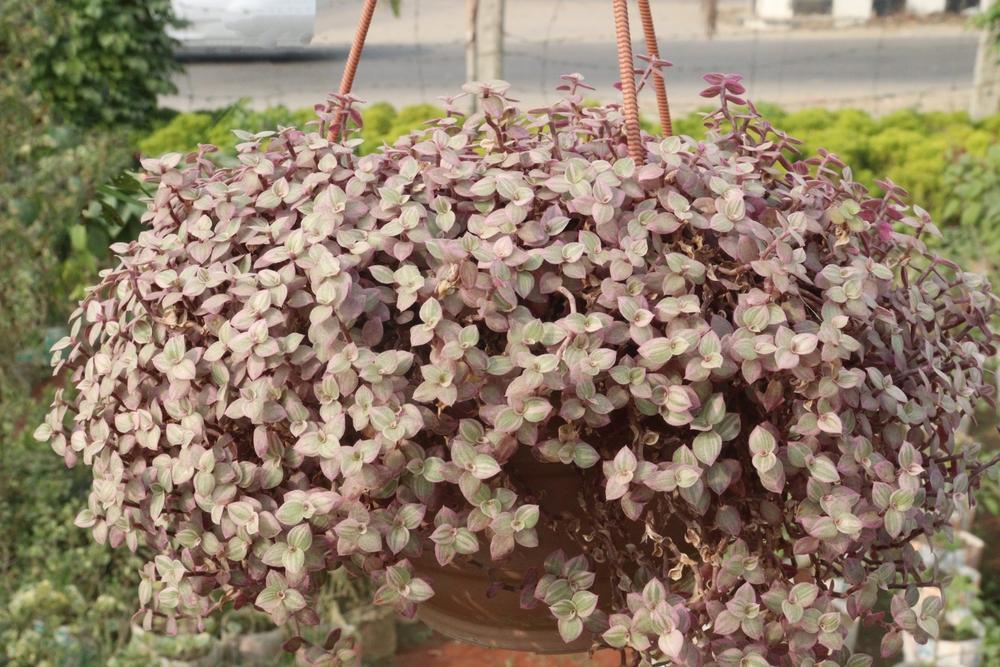 6" HB Tradescantia Callisia Rosita - Pink Lady -