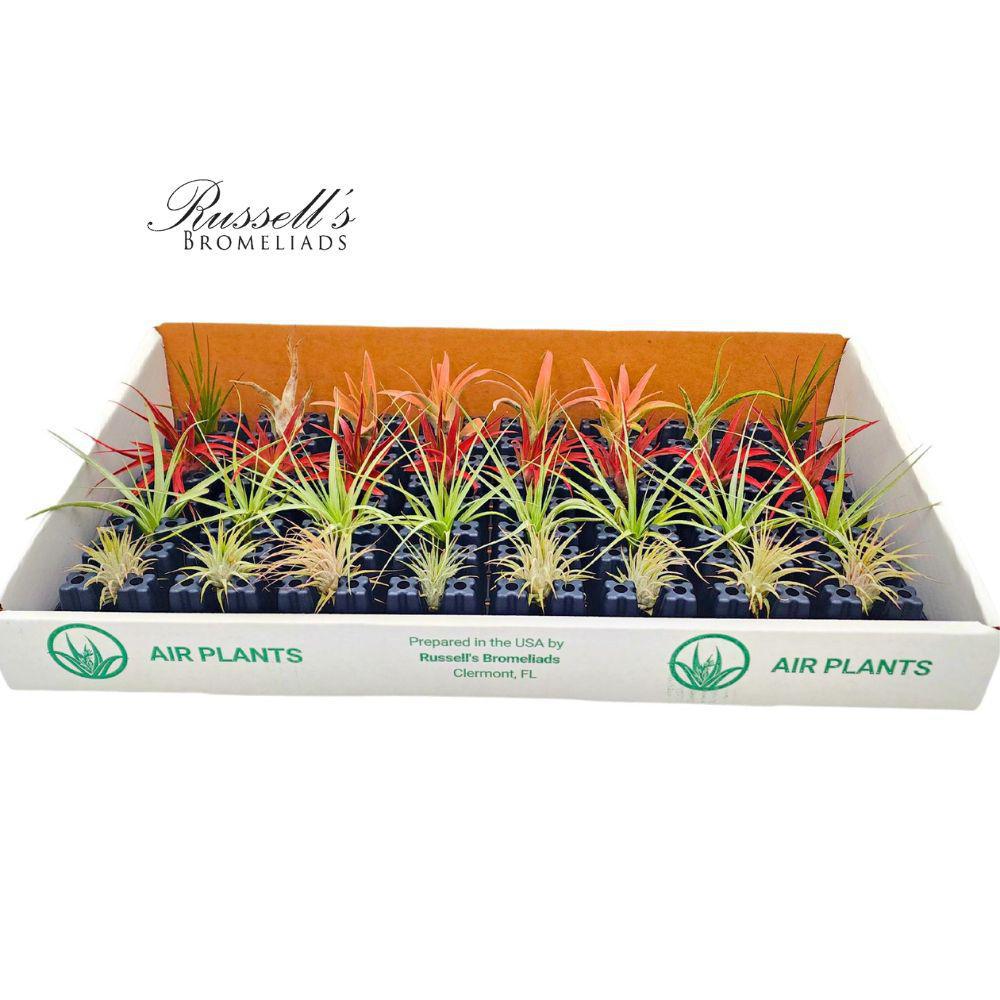 Air Plant Assorted (counter) AST001 DISSVF