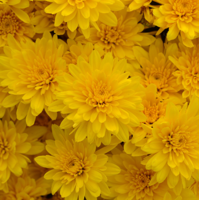 9" Mum - Gold Riot Yellow