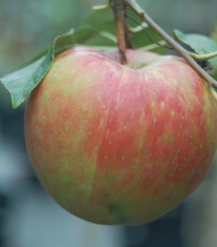 7G Malus 'Royal Gala' - Apple Tree - 1000609