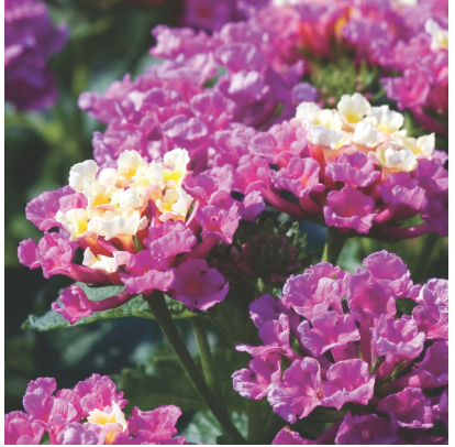 8" TP Lantana