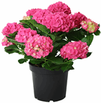 10" Hydrangea Multi Pink - F1928