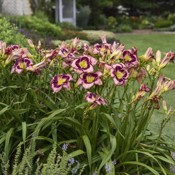 2G Hemerocallis - Sound of My Heart - Daylily