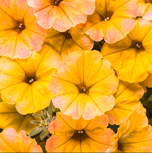 4.25" PW Supertunia - Honey Petunia