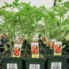 804 Tomato - La Roma IV Red - 4 Pack