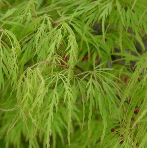 5G Acer palmatum dissectum 'Viridis' Green Threadleaf Weeping Japanese Maple 1000511