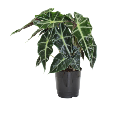 6" Alocasia - Polly - T1865