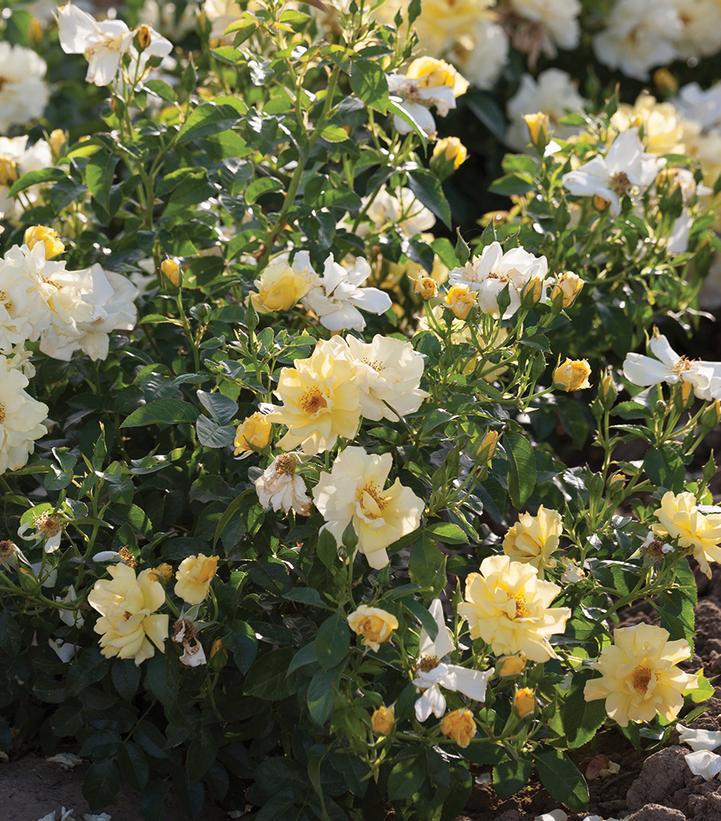 3G Lemon Drift Rose Bush - Pale Yellow - 2720