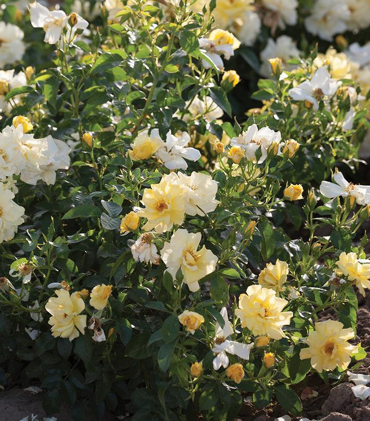 3G Lemon Drift Rose Bush - Pale Yellow - 2720
