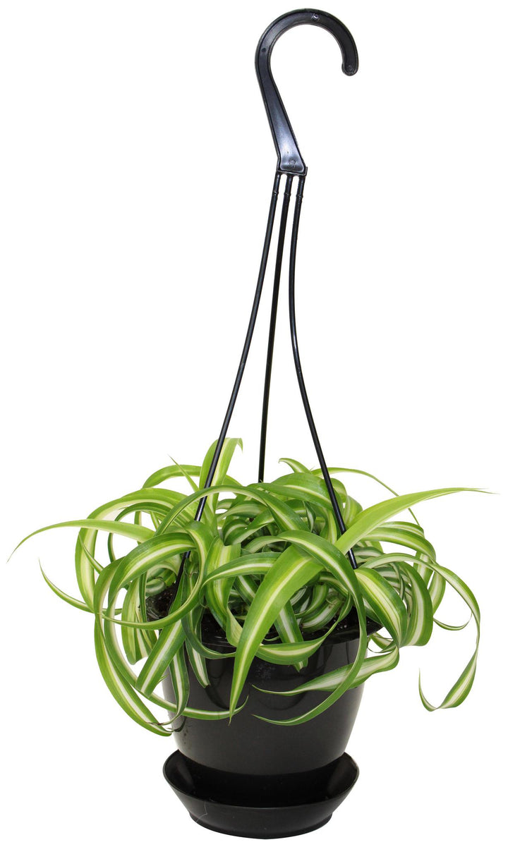 5" HB Spider Plant - Variegated Bonnie Hanging Basket G2664