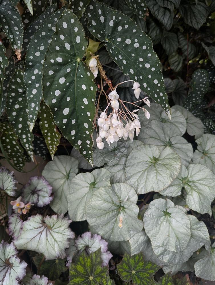 6" HB Begonia - Black Forest Hanging Basket
