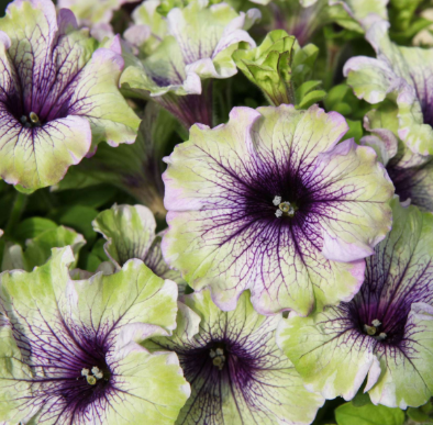 Petunia