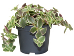 3.5" Jade Marginalis - G3556
