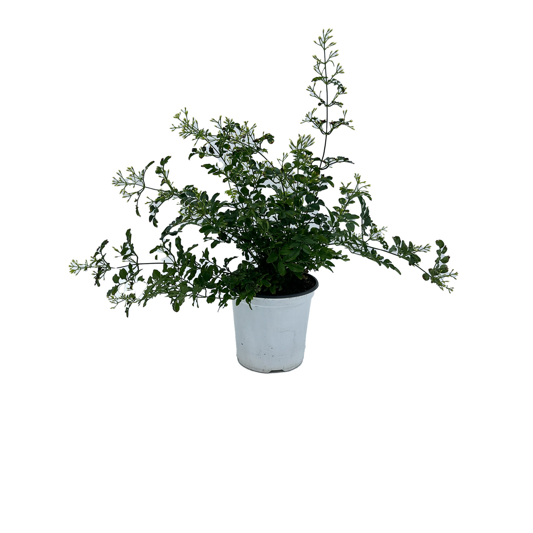 6" Jasmine - F3165
