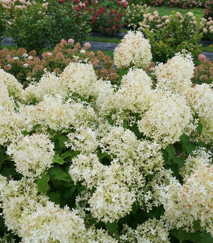 3G Hydrangea Paniculata 'Puffer Fish' - 1014661