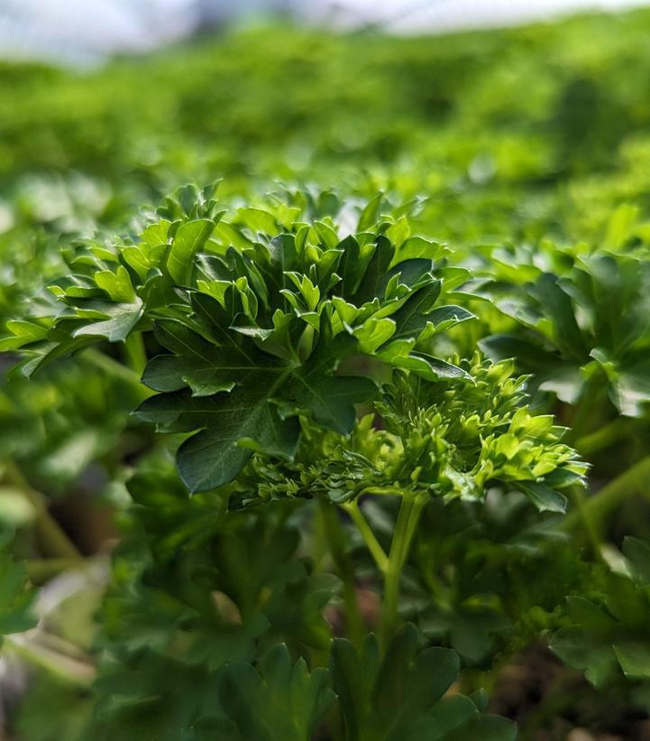1G Petroselinum Crispum 'Triple Curly' - Parsley - 1002093
