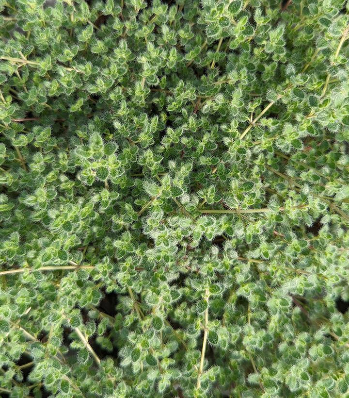 3" Thymus pseudolanuginosus 'Wooly Thyme' 1002606