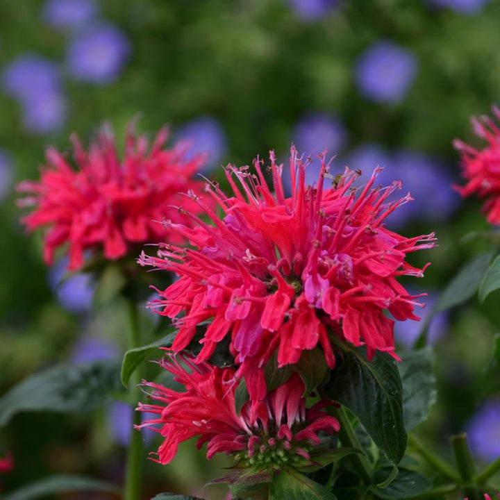 2G Monarda Sugar Buzz™ 'Cherry Pops' Cherry Pops Bee Balm: Patent PPAF 1007351