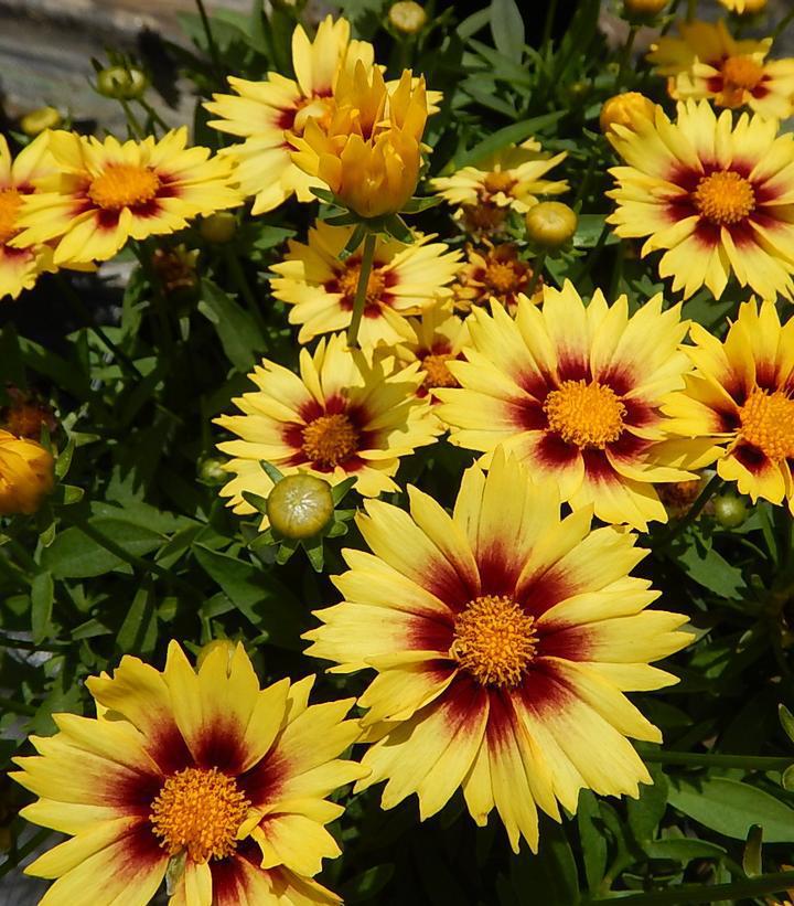 2G Coreopsis Li'l Bang 'Enchanted Eve' - Tickseed - 1007640