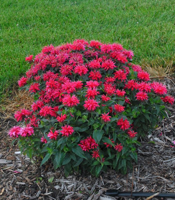 2G Monarda Sugar Buzz™ 'Cherry Pops' Cherry Pops Bee Balm: Patent PPAF 1007351