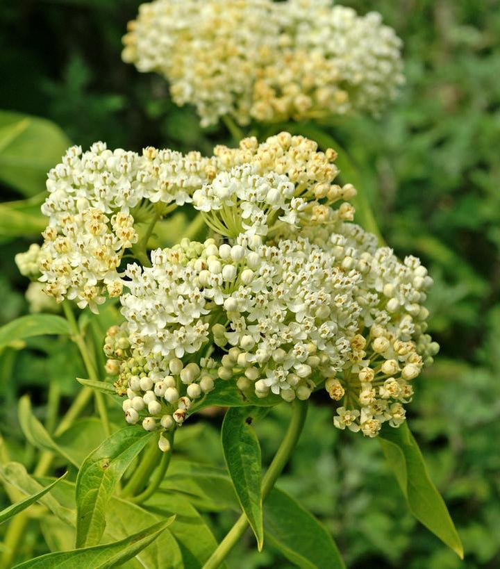 1G Asclepias Incarnata 'Ice Ballet' - Swamp Milkweed - 1023092