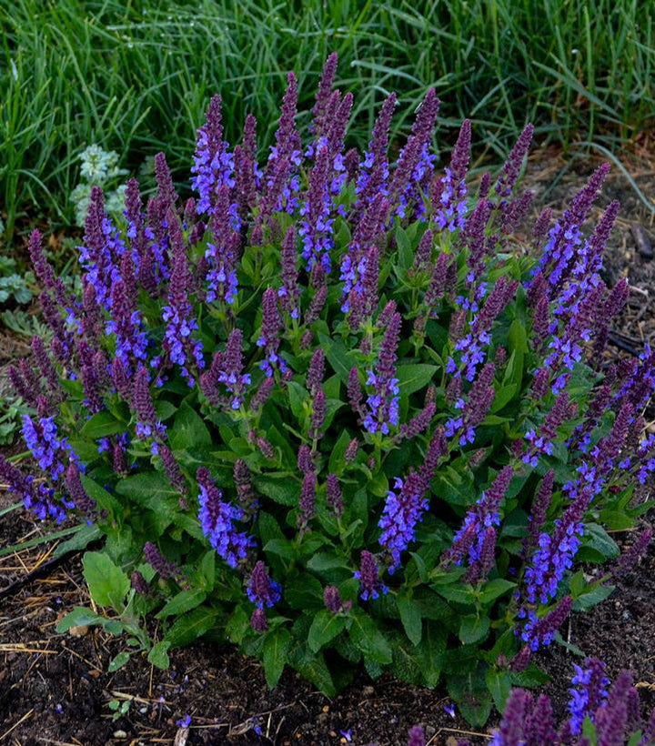1G Salvia Nemerosa 'Violet Profusion' - Salvia - 1010949