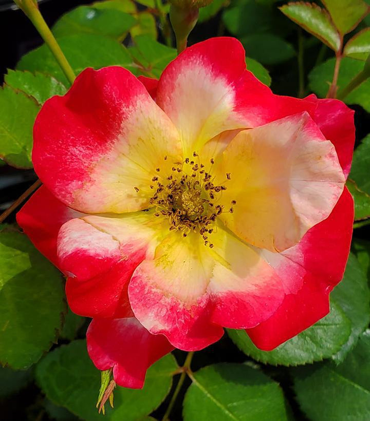 3G Rosa 'Campfire' ('CA 29') Campfire Rose: Patent PPAF 1007425