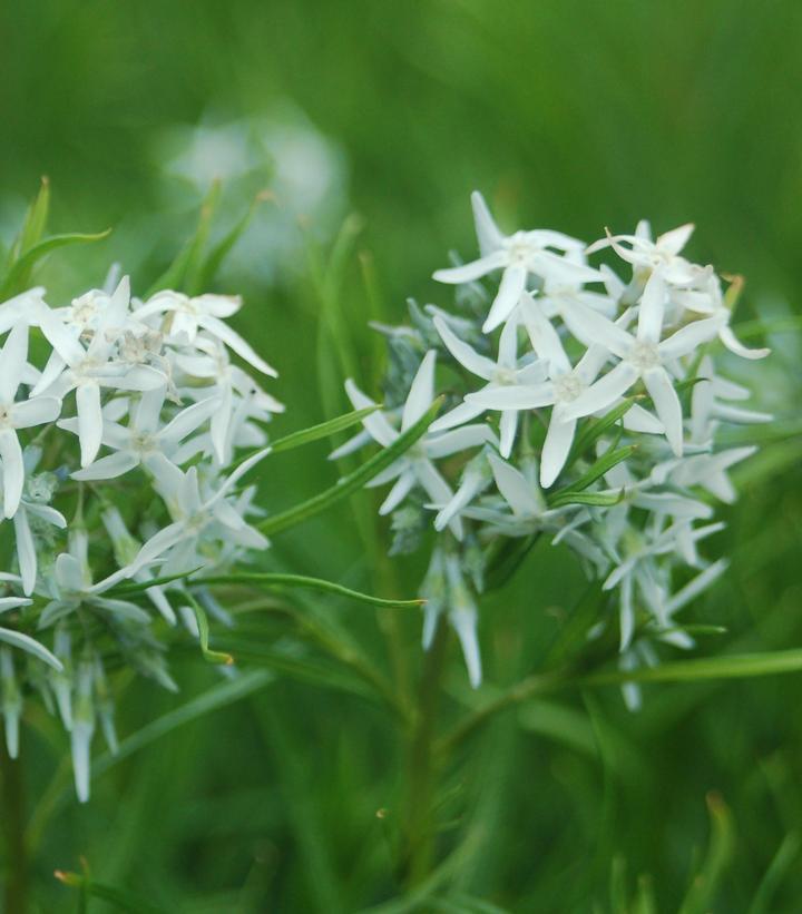 1G Amsonia Hubrectii - Narrowleaf Blue Star - 1001531