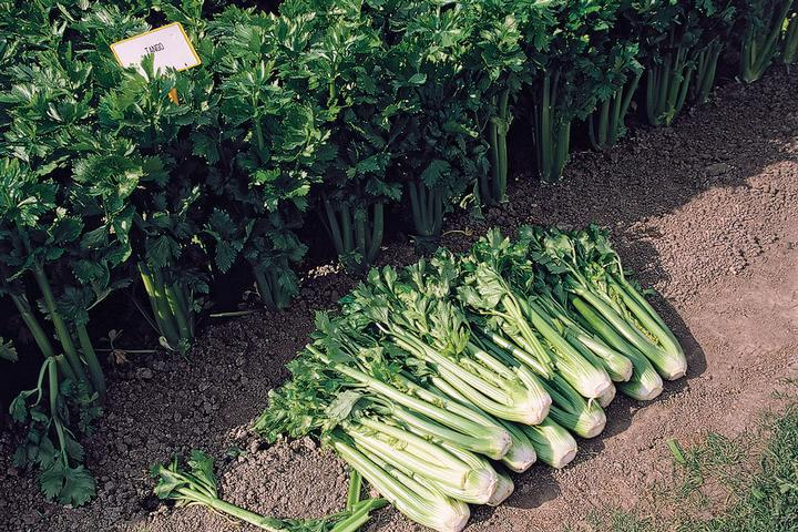1G Celery 'Tango' - 1006373