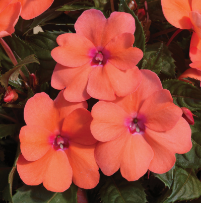 6" Sunpatiens