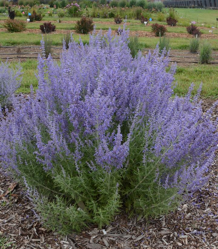 2G Perovskia Atriplicifolia 'Denim 'n Lace' - Russian Sage - 1008129