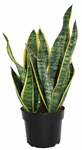 5" Sansevieria Tri Laurentii - T1369