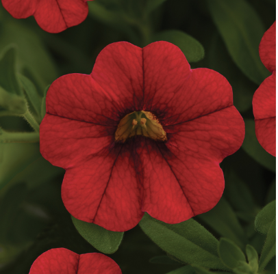 8" TP Calibrachoa