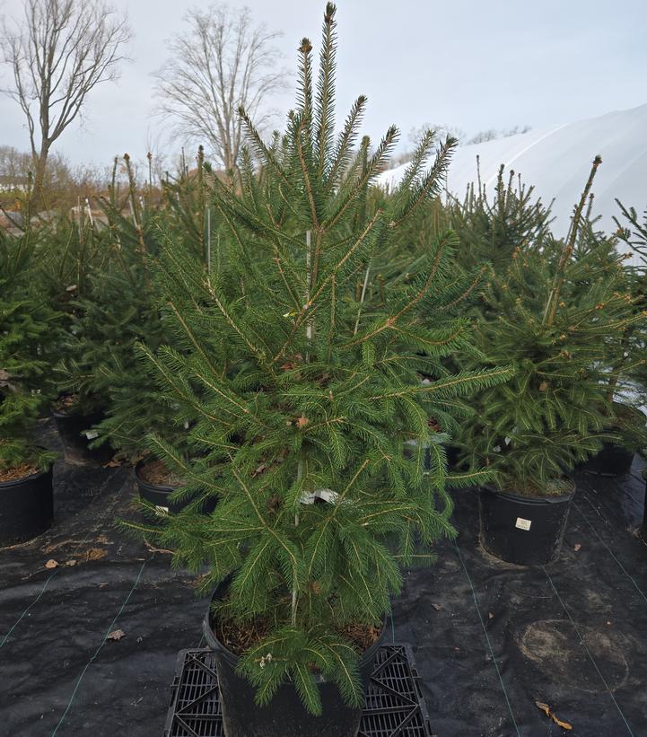 3G Picea Abies - Norway Spruce - 1014937