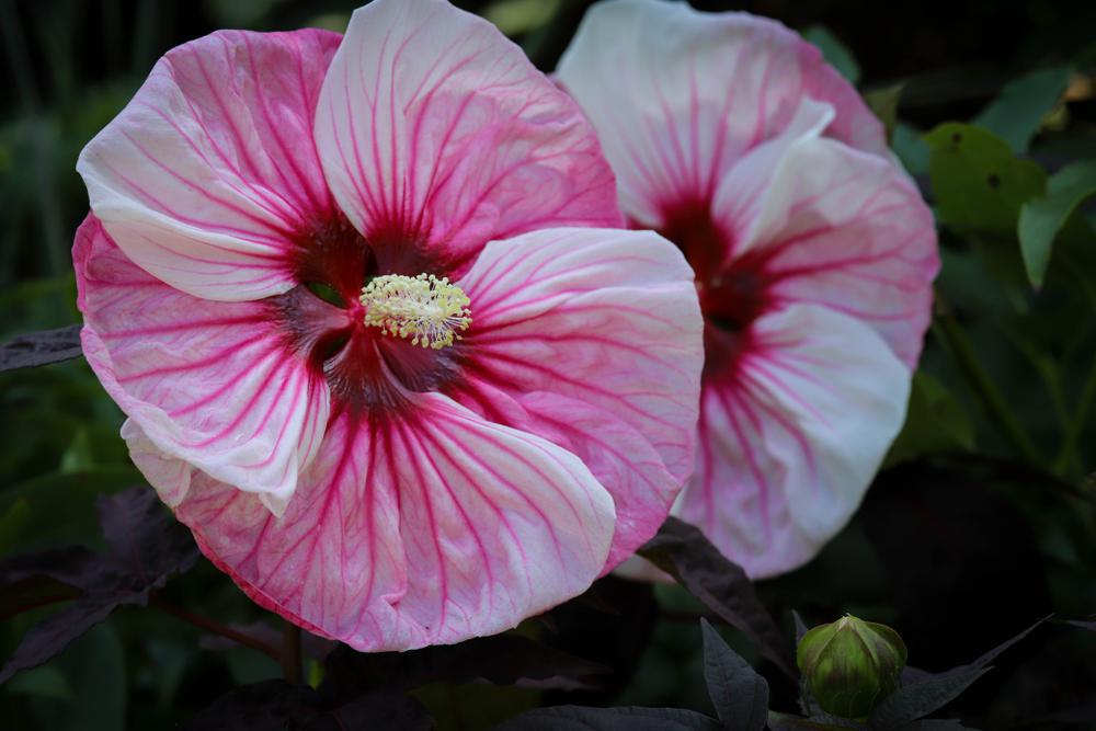 3G PW Hibiscus Summerific 'Cherry Choco Latte' - Rose Mallow - 1009314