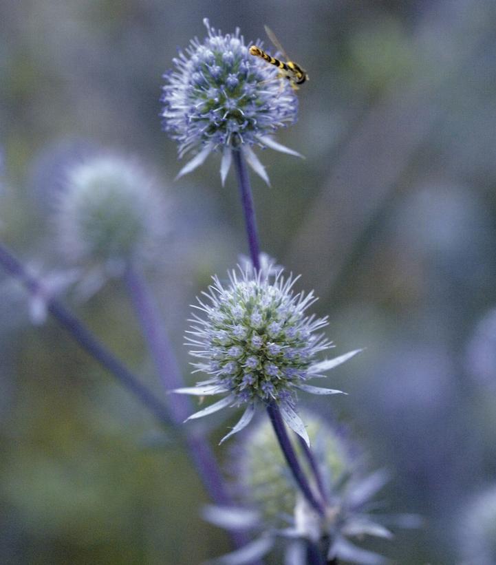 2G Eryngium Planum 'Blue Glitter' - Sea Holly - 1010129