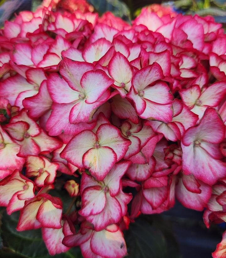2G Hydrangea Macrophylla 'Kimono' - Bigleaf - 1014377
