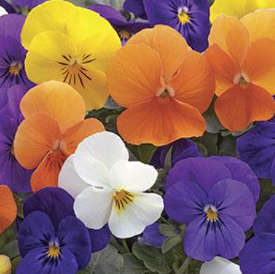 804 Viola - Sorbet All Seasons Mix