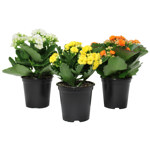 4" Calandiva Assorted - F2519