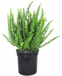 1G Fern Kimberly Queen - T2083