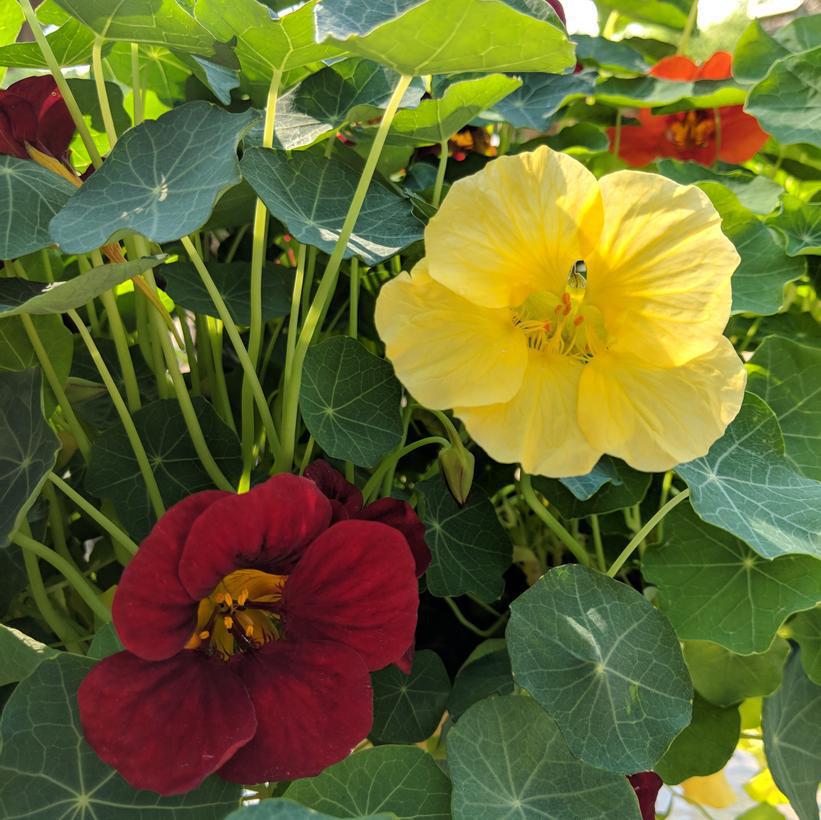 1G Nasturtium 'Night and Day' - 1010081