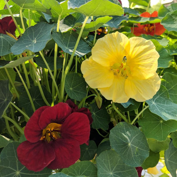 1G Nasturtium 'Night and Day' - 1010081