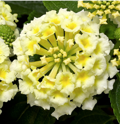 8" TP Lantana