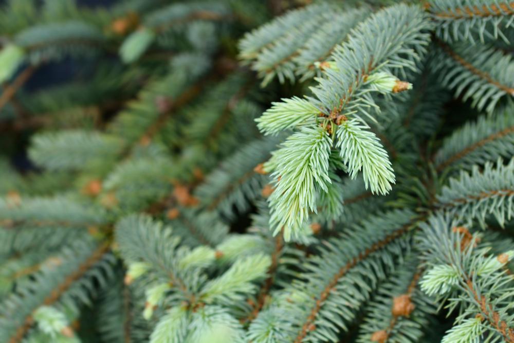 7G Baby Blue Spruce - XMASPICEABBBLUE7